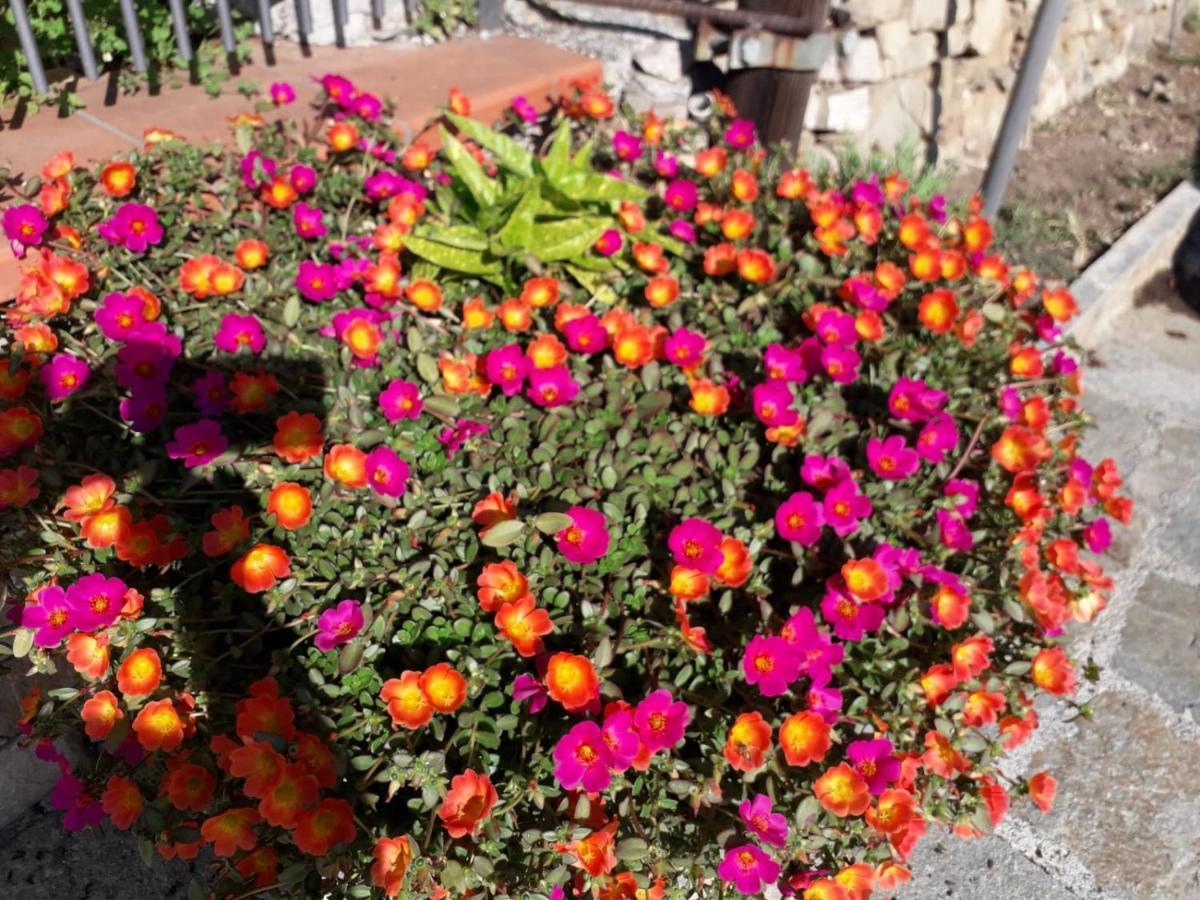 Nido Sul Mare Bed & Breakfast *